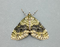 70.200 BF1883 Yellow-barred Brindle Acasis viretata