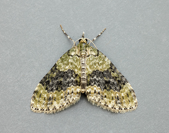 70.200 BF1883 Yellow-barred Brindle Acasis viretata