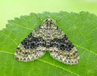 70.200 BF1883 Yellow-barred Brindle Acasis viretata