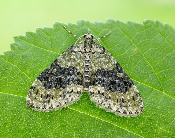70.200 BF1883 Yellow-barred Brindle Acasis viretata
