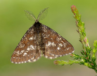 70.275 BF1952 Common Heath Ematurga atomaria