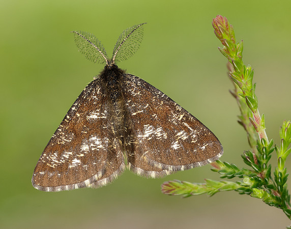 70.275 BF1952 Common Heath Ematurga atomaria