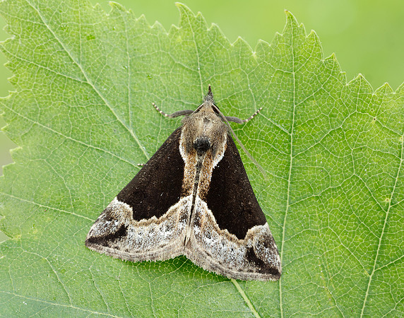72.007 BF2476 Beautiful Snout Hypena crassalis
