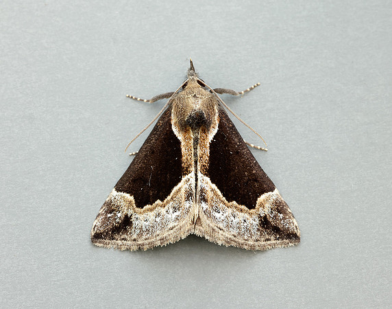 72.007 BF2476 Beautiful Snout Hypena crassalis
