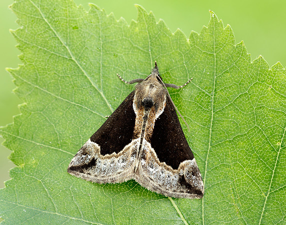 72.007 BF2476 Beautiful Snout Hypena crassalis
