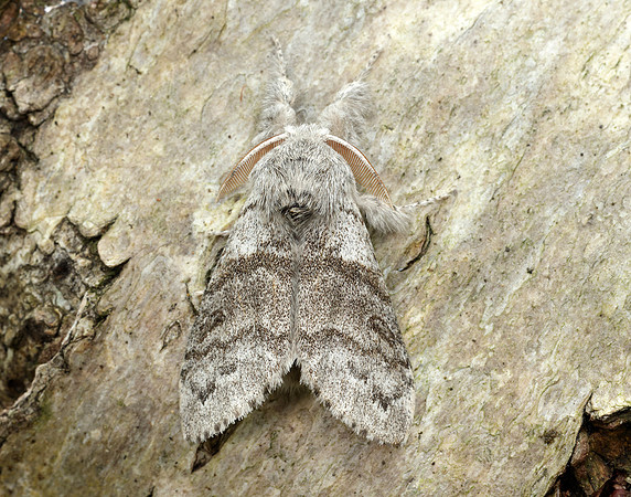 72.015 BF2028 Pale Tussock Calliteara pudibunda