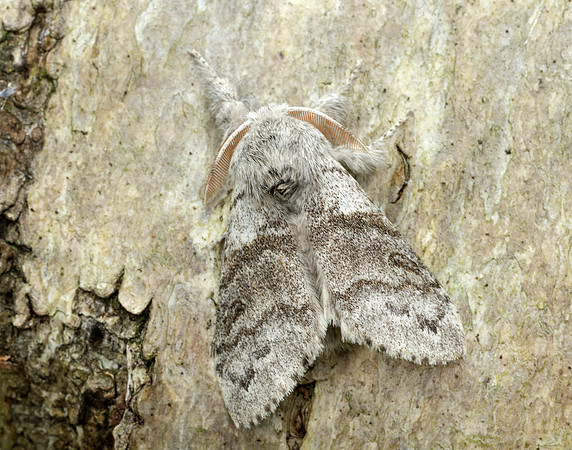 72.015 BF2028 Pale Tussock Calliteara pudibunda
