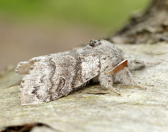 72.015 BF2028 Pale Tussock Calliteara pudibunda