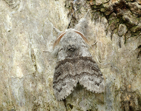 72.015 BF2028 Pale Tussock Calliteara pudibunda