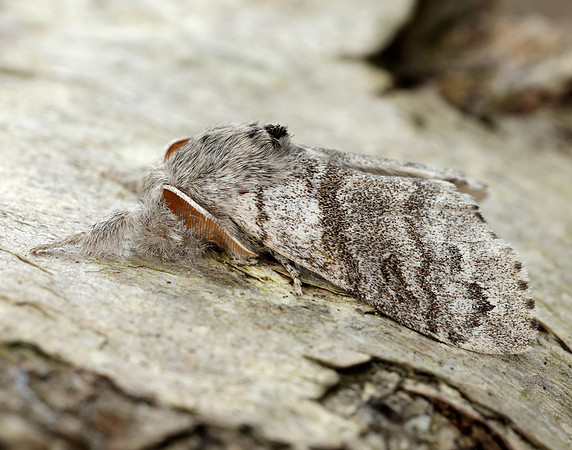 72.015 BF2028 Pale Tussock Calliteara pudibunda