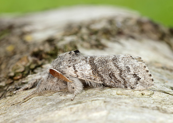 72.015 BF2028 Pale Tussock Calliteara pudibunda