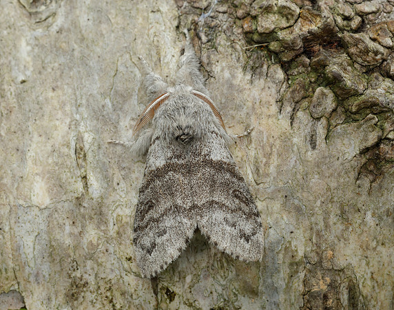 72.015 BF2028 Pale Tussock Calliteara pudibunda