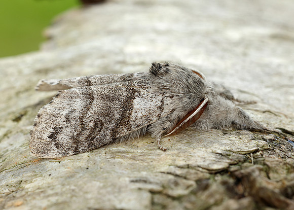 72.015 BF2028 Pale Tussock Calliteara pudibunda