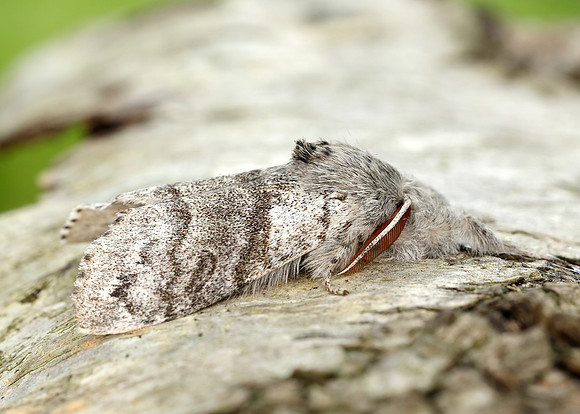 72.015 BF2028 Pale Tussock Calliteara pudibunda