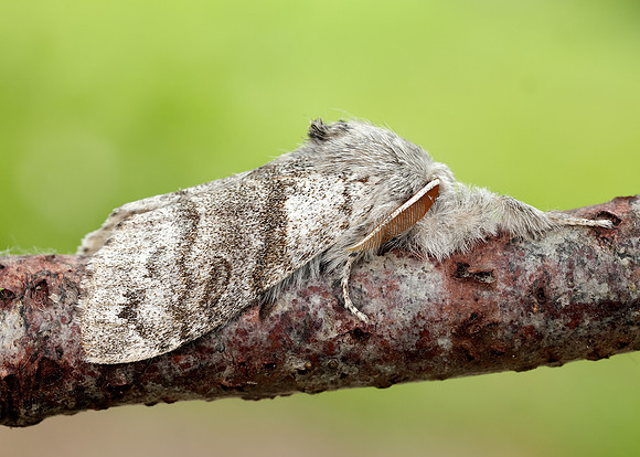 72.015 BF2028 Pale Tussock Calliteara pudibunda
