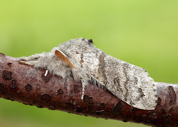 72.015 BF2028 Pale Tussock Calliteara pudibunda