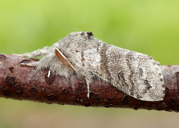 72.015 BF2028 Pale Tussock Calliteara pudibunda