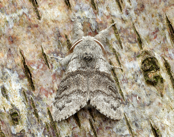 72.015 BF2028 Pale Tussock Calliteara pudibunda