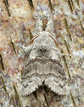 72.015 BF2028 Pale Tussock Calliteara pudibunda