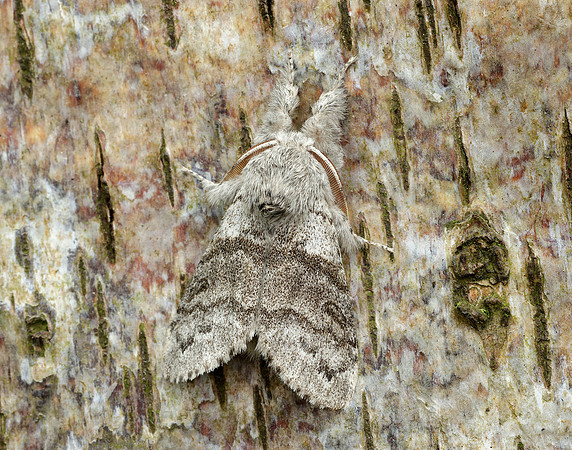 72.015 BF2028 Pale Tussock Calliteara pudibunda