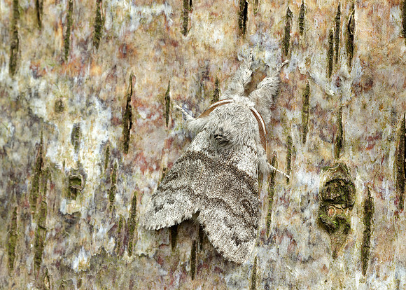 72.015 BF2028 Pale Tussock Calliteara pudibunda