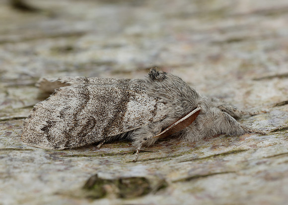 72.015 BF2028 Pale Tussock Calliteara pudibunda
