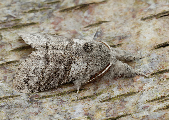 72.015 BF2028 Pale Tussock Calliteara pudibunda