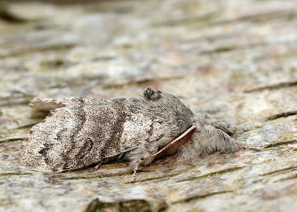 72.015 BF2028 Pale Tussock Calliteara pudibunda