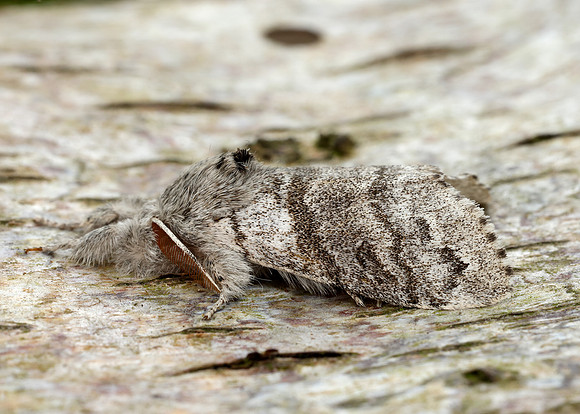 72.015 BF2028 Pale Tussock Calliteara pudibunda