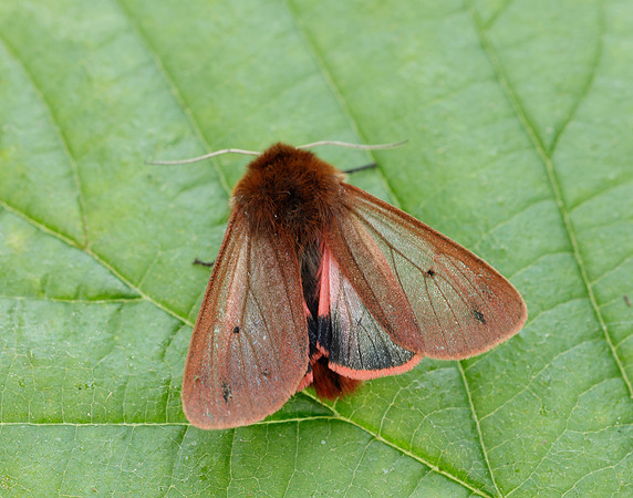72.024 BF2064 Ruby Tiger Phragmatobia fuliginosa