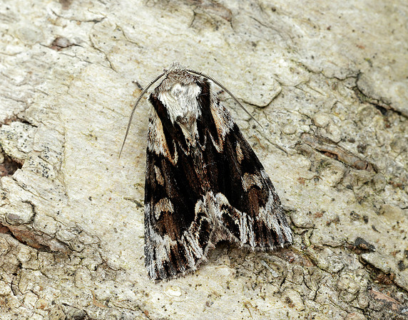73.110 BF2320 Saxon Hyppa rectilinea