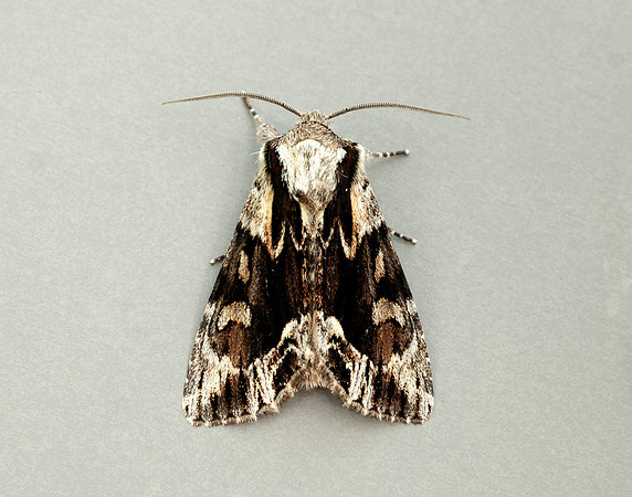73.110 BF2320 Saxon Hyppa rectilinea