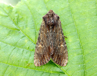 73.156 BF2326 Clouded-bordered Brindle Apamea crenata