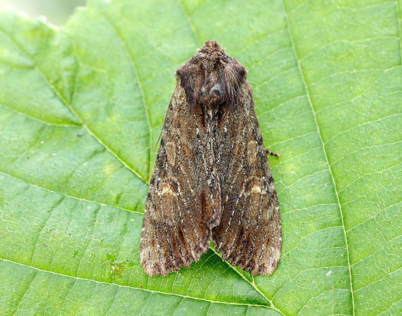 73.156 BF2326 Clouded-bordered Brindle Apamea crenata