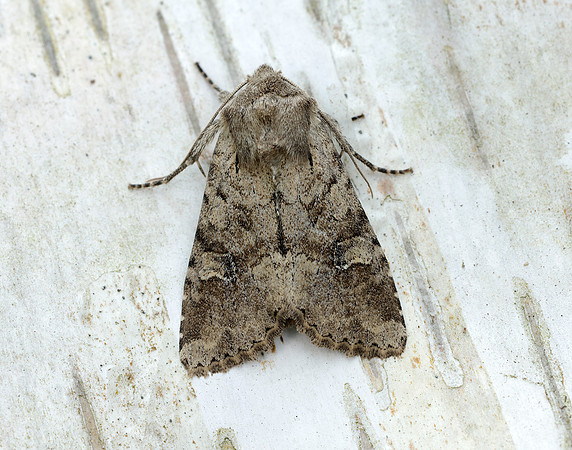73.158 BF2334 Rustic Shoulder-knot Apamea sordens