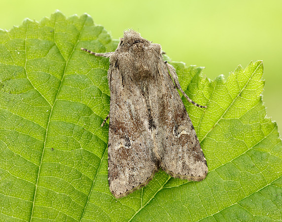 73.158 BF2334 Rustic Shoulder-knot Apamea sordens