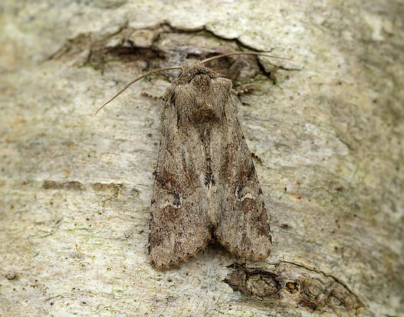 73.158 BF2334 Rustic Shoulder-knot Apamea sordens