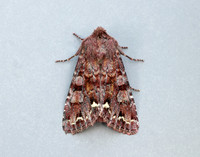 73.271 BF2163 Broom Moth Ceramica pisi