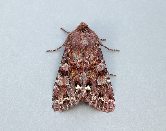 73.271 BF2163 Broom Moth Ceramica pisi