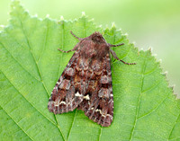 73.271 BF2163 Broom Moth Ceramica pisi
