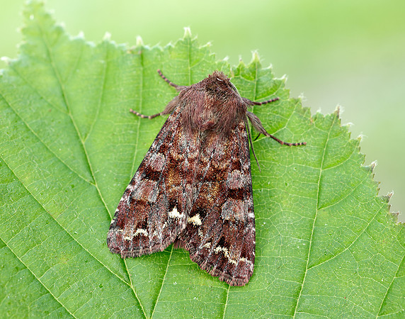 73.271 BF2163 Broom Moth Ceramica pisi