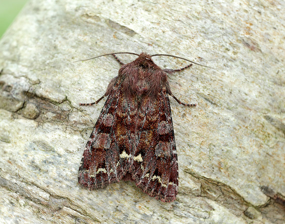 73.271 BF2163 Broom Moth Ceramica pisi