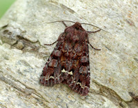 73.271 BF2163 Broom Moth Ceramica pisi