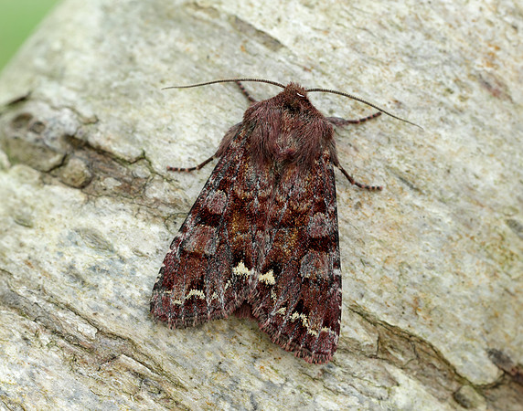 73.271 BF2163 Broom Moth Ceramica pisi
