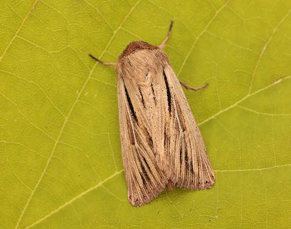 73.301 BF2205 Shoulder-striped Wainscot Leucania comma
