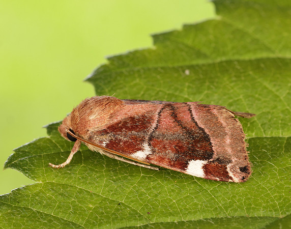73.214 BF2317 White-spotted Pinion Cosmia diffinis
