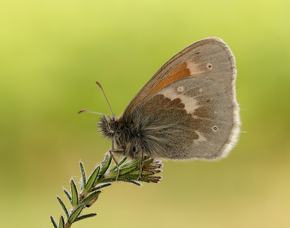 Large Heath scotica Coenonympha tullia scotica