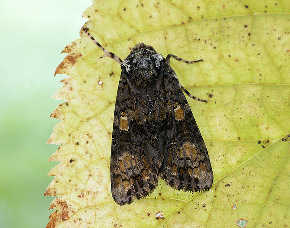 73.047 BF2291 Coronet Craniophora ligustri
