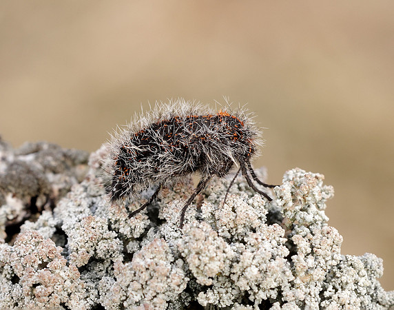 70.249 BF1929 Rannoch Brindled Beauty Lycia lapponaria
