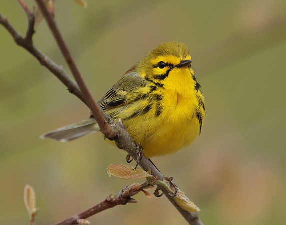 Prairie Warbler Setophaga discolor